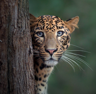 Leopard